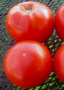 Domati_Red_morning_F1_2_n