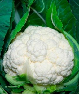 Karfiol_Nautilus_F1_n_n
