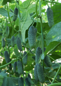 Kornishoni_Deria_F1_2_n