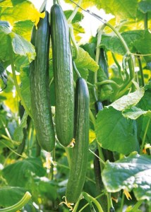 Krastavici_Gergana_3_n_n