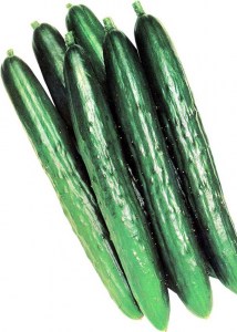 Krastavici_Tasty_King_F1_2_n