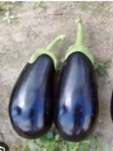 Patladjan_Negrira_F1_2_n