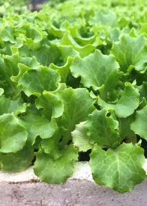Salata_Florin_snimka_ot_Ivan_2_n66