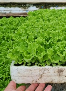 Salata_Frizadi_10_10_2023_72
