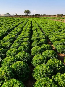 Salata_Kanariole
