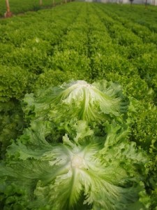 Salata_Kanariole_3