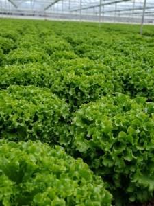 Salata_Kanariole_5