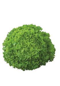 Salata_Sementel-removebg-preview_n
