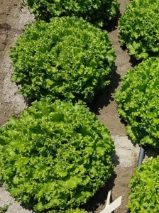 Salata_Viniole_4_n