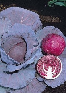 Zele_Red_Juel_F1_2_n